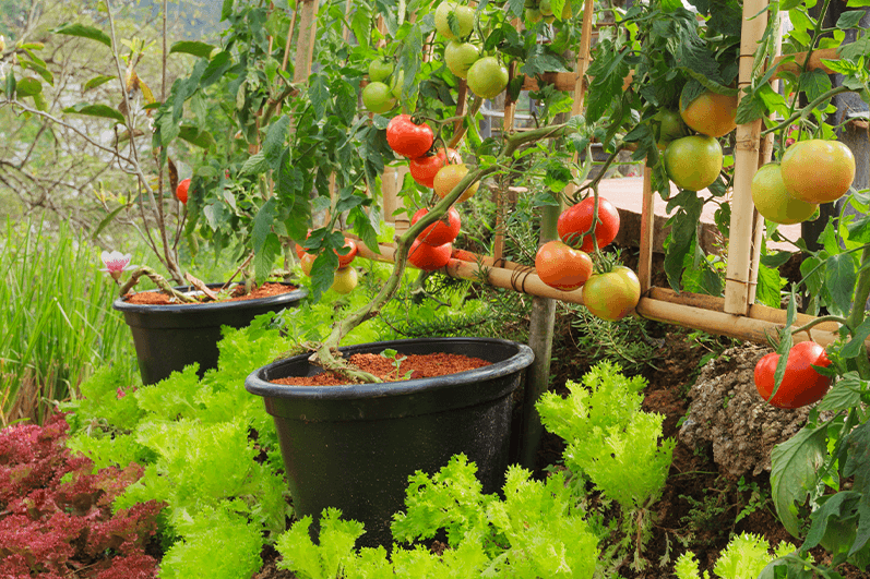 Container growing product